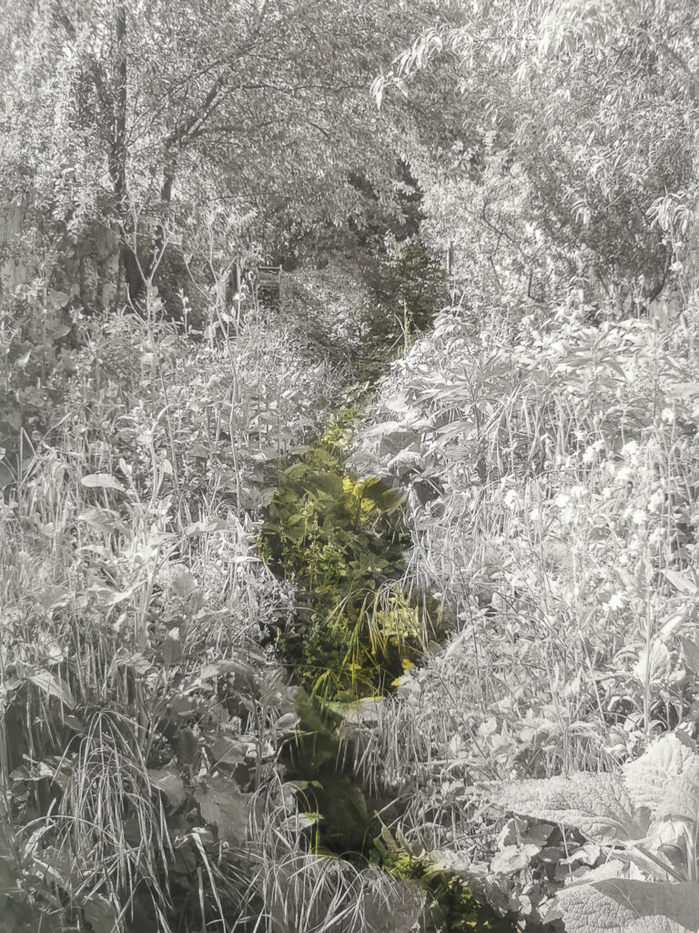 Clara Chichin, Sabatina Leccia, sun/sun, Le bruissement entre les murs, Le mur à pêches, Montreuil, patrimoine, survie, Vie, Vivant, photo, chronique, livre, Frédéric Martin, 5ruedu, sauvegarde, 